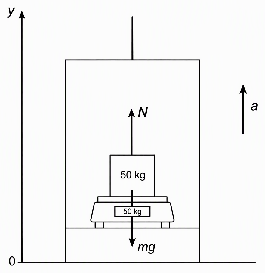 A 50 kg object resting on a weighing machine on the floor of an elevator, with an upward normal-force arrow labelled N and a downward gravitational-force arrow labelled mg on the object, an upward-positive vertical axis labelled y measured from the ground, and a separate upward