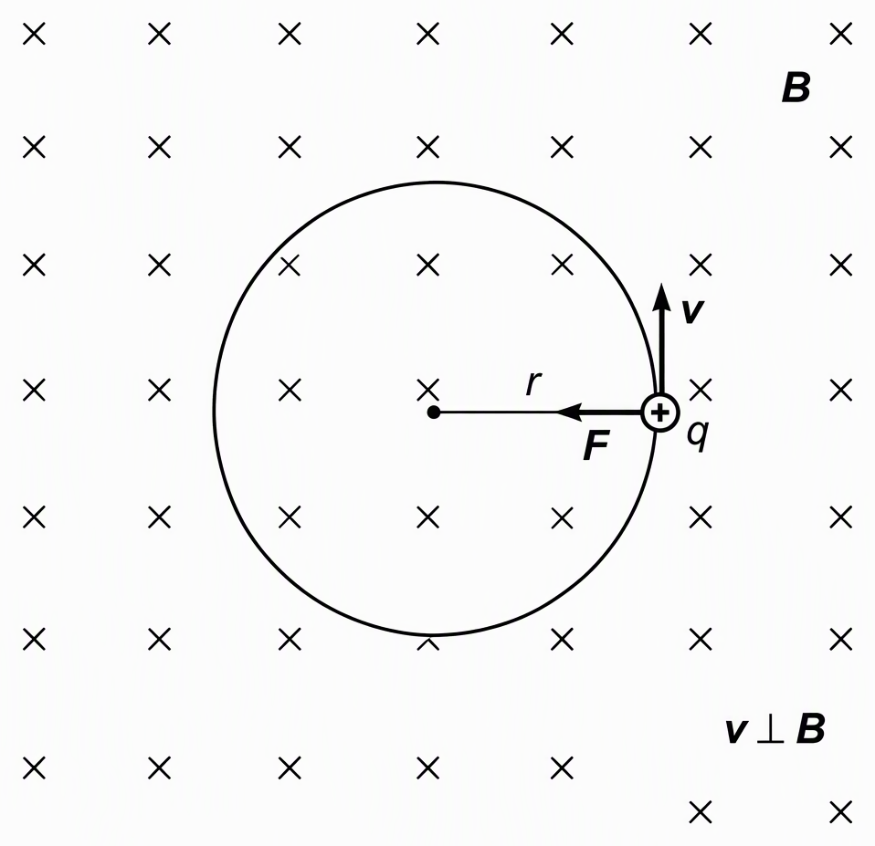 A positively charged particle labelled q moving on a circular path of radius r in a uniform magnetic field shown by crosses labelled B into the page, with a tangent velocity arrow labelled v and an inward magnetic-force arrow labelled F at the rightmost point of the circle, and