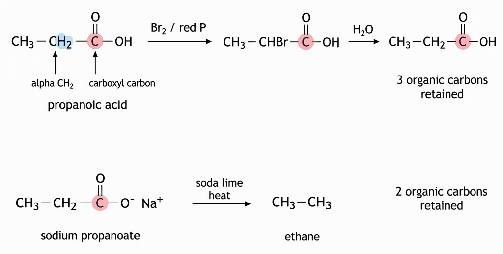 Two parallel pathways with propanoic acid labelled at its carboxyl carbon and alpha CH2 carbon giving CH3CHBrCOOH under bromine/red phosphorus followed by hydrolysis, and sodium propanoate with its carboxyl carbon highlighted giving ethane under soda lime and heat, labelled