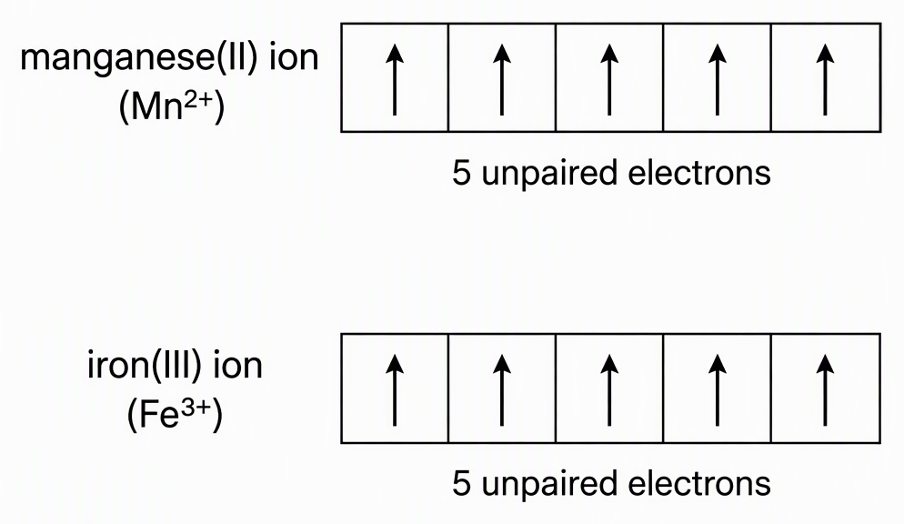 Two rows labelled manganese(II) ion and iron(III) ion, each containing five equal-height d-orbital boxes with one upward arrow per box and a label stating five unpaired electrons.