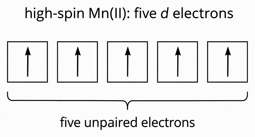 Five equal-sized orbital boxes labelled collectively “high-spin Mn(II): five d electrons”, each containing one upward arrow, with a bracket beneath all five labelled “five unpaired electrons”